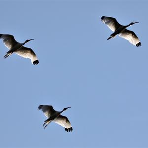 White Ibis