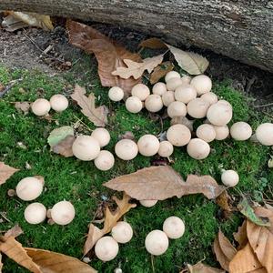 Stump Puffball