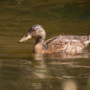 Mallard