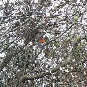 European Robin