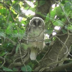 Long-eared Owl