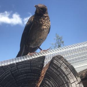 Eurasian Blackbird