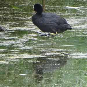 Common Coot