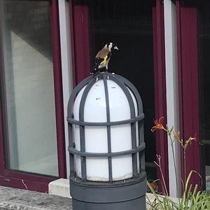 European Goldfinch