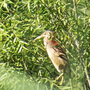 Yellow Bittern