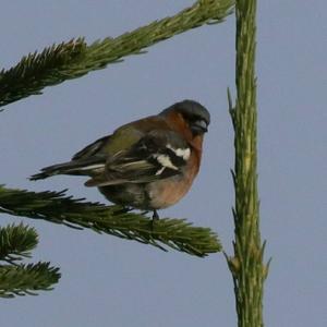 Eurasian Chaffinch