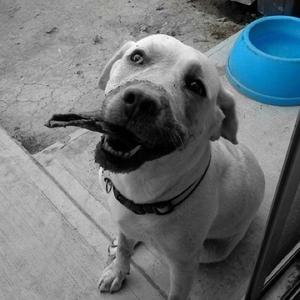 Unknown Breed