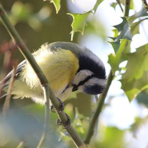 Blue Tit