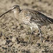 Eurasian Curlew