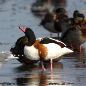 Common Shelduck