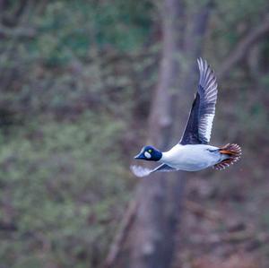 Common Goldeneye