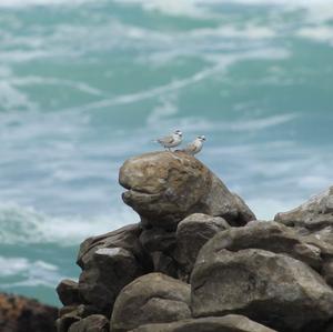 White-fronted Plover