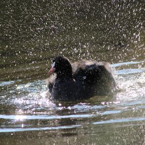 Common Coot