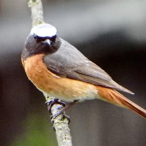 Common Redstart