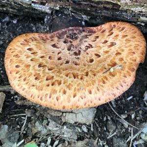 Dryad`s Saddle