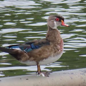 Wood Duck