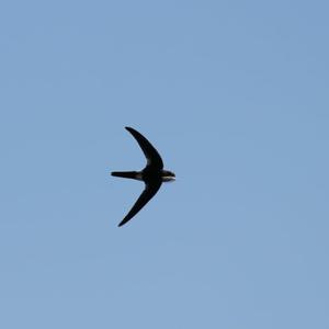 Antillean Palm-swift