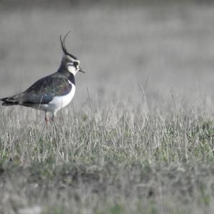 Northern Lapwing