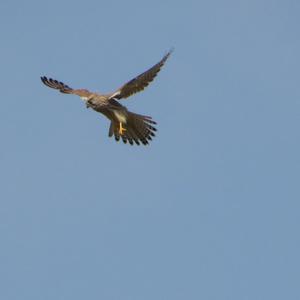 Common Kestrel