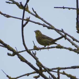 Yellowhammer