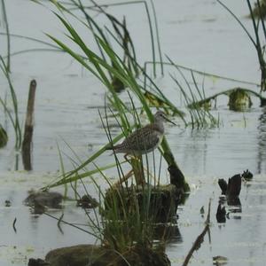 Lesser Yellowlegs