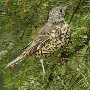 Mistle Thrush