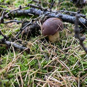 Bay Bolete