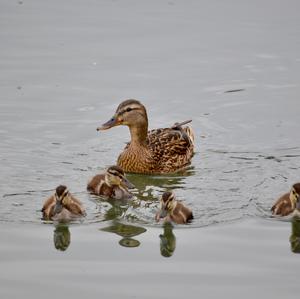 Mallard