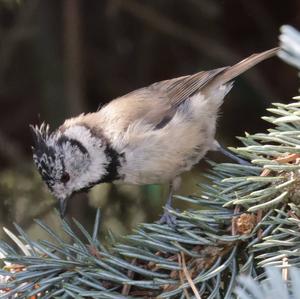 Crested Tit