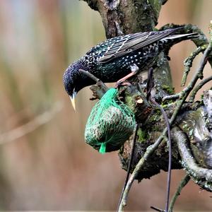 Common Starling