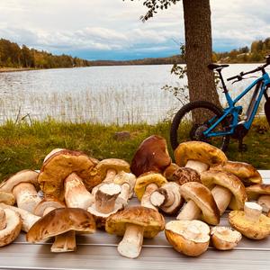 Sommer-Steinpilz