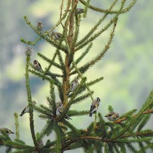 European Goldfinch