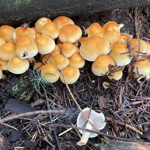 Smoky-gilled Hypholoma