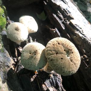 Gem-studded Puffball