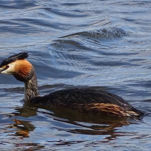 Great Crested Grebe