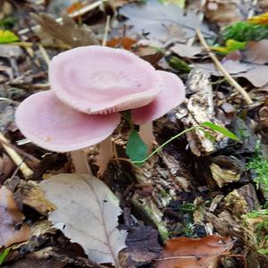 Pink Mycena