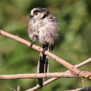 Long-tailed Tit