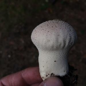 Gem-studded Puffball