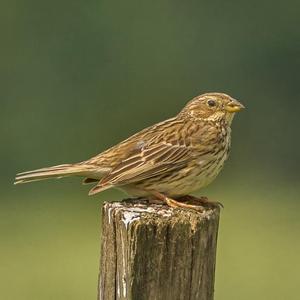 Corn Bunting