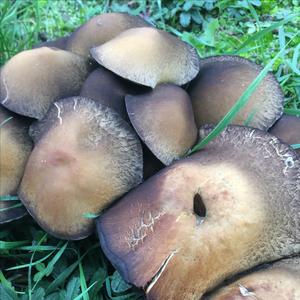 Velvety Psathyrella