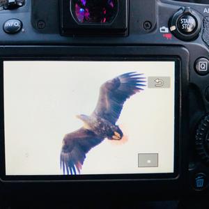 White-tailed Eagle