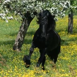 Friesian