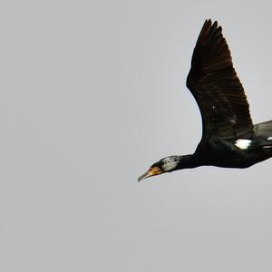 Great Cormorant