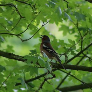 Eurasian Chaffinch