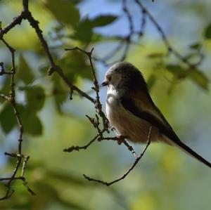 Long-tailed Tit