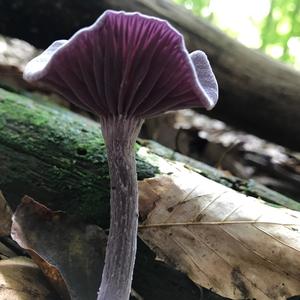 Amethyst Deceiver