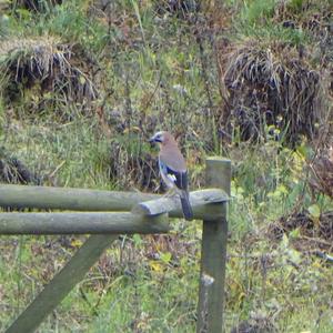 Eurasian Jay