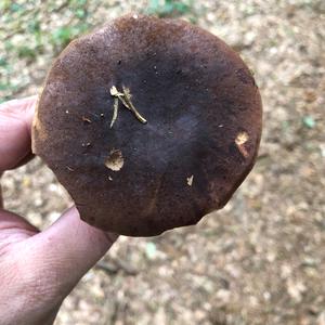 Bay Bolete