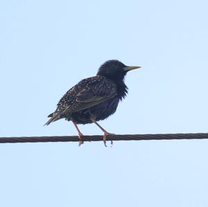 Common Starling