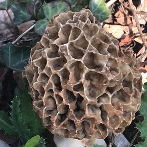 Yellow Morel